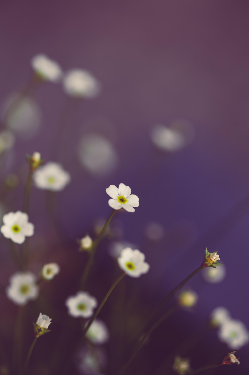 flowers, nature, floral background, bloom, blossom, beautiful flowers, flower wallpaper, flower background, spring, floral, beautiful wallpaper, mystical, closeup, background